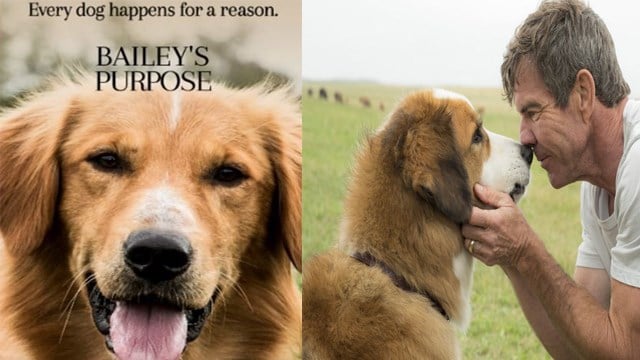 Image result for the dogs purpose