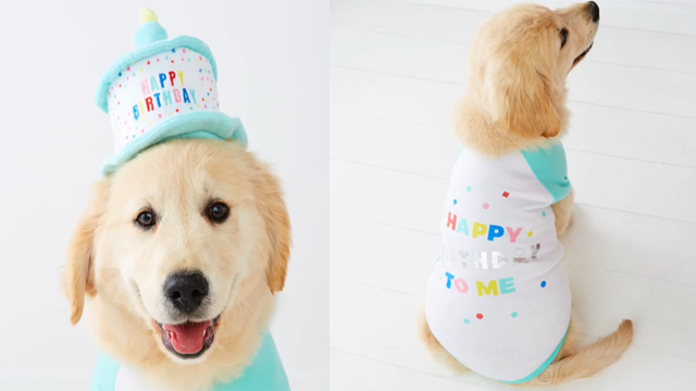 Dog birthday discount hat kmart