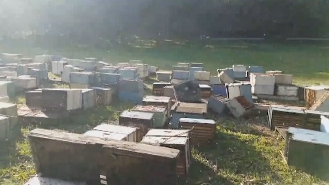 Vandals topple 100 beehives, kills 200K bees