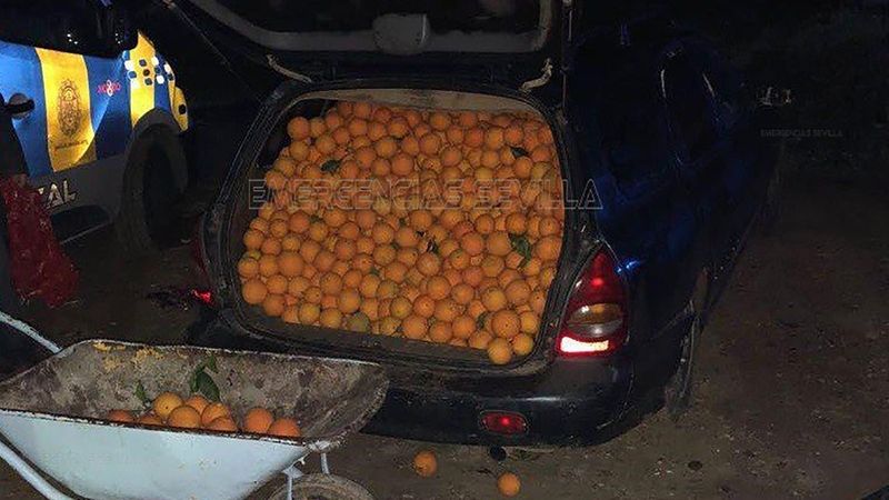 Image result for stolen oranges