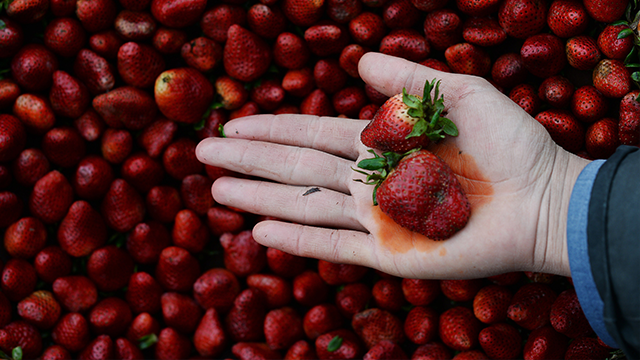 Once again, strawberries top the list of the 12 "dirtiest" fruits and vegetables, according to the Environmental Working Group. (CNN)
