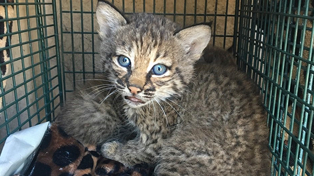 Family Attacked by Baby Bobcats They Mistook for Domestic Kittens