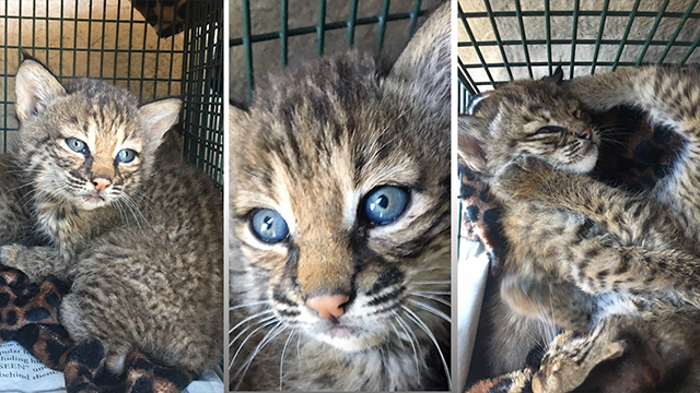 Family Attacked by Baby Bobcats They Mistook for Domestic Kittens