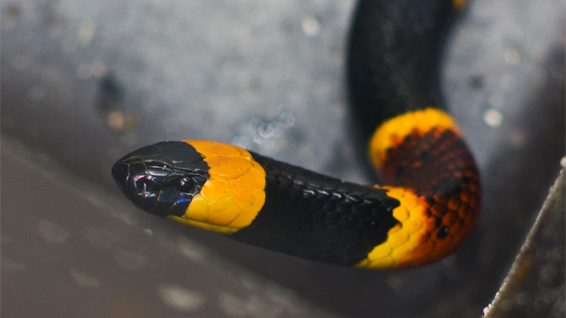 Man paralyzed after mistaking deadly coral snake for harmless ki