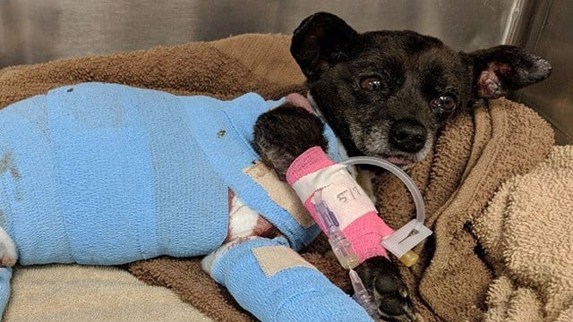 Police: Dog dies after owner intentionally sets her on fire