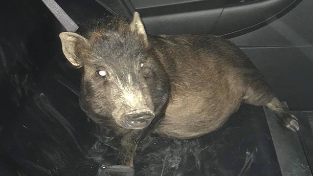 Man calls 911 to report he's being followed by a pig