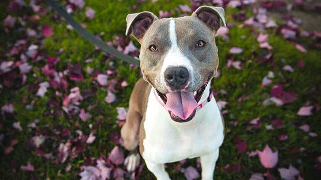 Delta bans pit bulls as service or support dogs