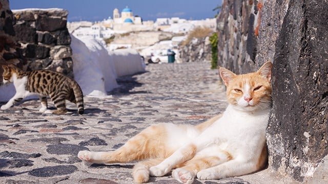 Get paid to live on a Greek island, take care of 55 cats