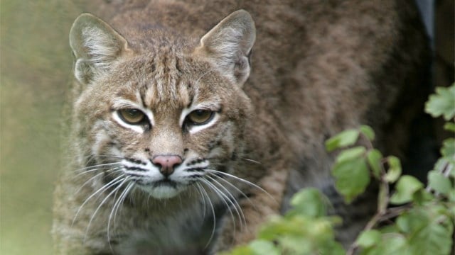 3 People attacked by bobcat in Connecticut - KCTV5 News