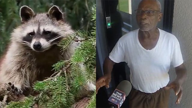 Ezra James, 88, of Florida, admitted to setting a raccoon on fire in his yard. He was taken to jail but released on bond. (WKMG via CNN Wire)