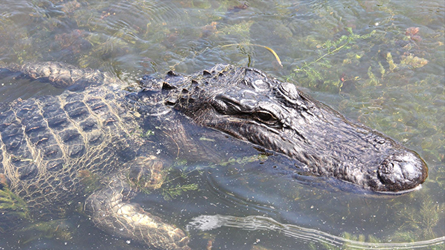 Alligator kills woman trying to protect her dog