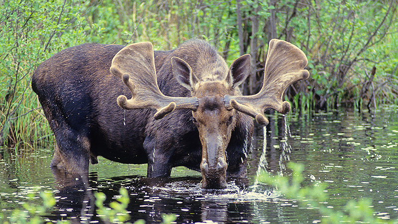 moose drowns in lake after people crowd around i